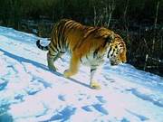 Wild Siberian Tigers Spotted in Northeast China
