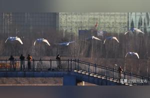 After 111 Days of Nurturing, the Six Swans Embark on Their First Winter Migration from Jinzhou