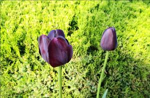 Dongying: Tulips Bloom, Splendid and Noble Beauty