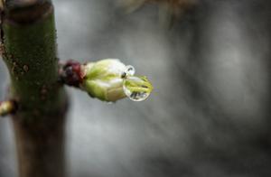 Ancient Poems: 'Spring Thunder'