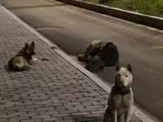 A Man in Guizhou Lies Drunk in the Street, Two Dogs Remain by His Side
