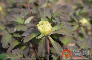 Blooming Peonies in Caozhou Peony Garden Prepare for Tourism Festival