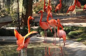 Once They Watched Us, Now We Watch Them: The Shanghai Zoo Under COVID-19