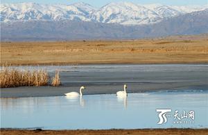 Habah County: Welcoming Migratory Swans