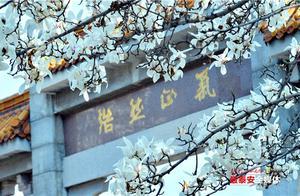 At the Foot of Mount Tai, Magnolia Blossoms Bloom