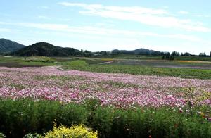 More Than Just Spring: Changping Creates 'Four Seasons Train' Scenery!