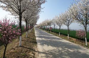 The Cherry Blossoms in Lezi Village Have Bloomed