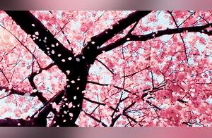 Waiting for You in the Peach Blossom Grove
