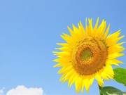 Weary Life Needs Something Different, Perhaps Gentle Dreams and Faraway Lands