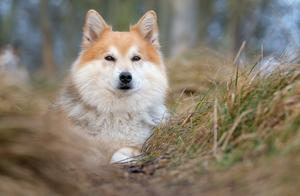 What breeds of sheepdogs do talented and intelligent dogs belong to? What are their characteristics?