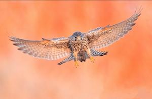 Floral & Bird Photography | Red Hawk, a Combat Bird Among Birds
