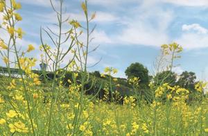 Most Beautiful Canola Fields Around Shenzhen: A Refreshing Sea of Flowers, Encountering Romantic Spring Colors