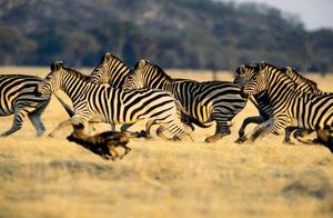 Why Zebras Cannot Be Domesticated? The 3 Factors Determine That Zebras Are Not Suitable for Domestication