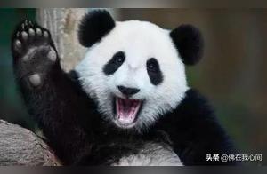 Due to Rapid Reproduction, From 'National Treasure' to Table Fare: Netizens Say 'Learn from the Pandas!'