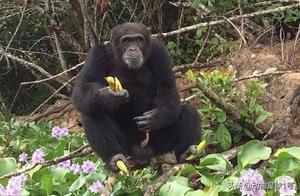 Chimpanzee Abandoned After Experiment Lives Alone on Island for 3 Years