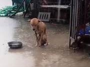 Poor: A dog chained to a heavy iron chain was falling under a torrential rain.