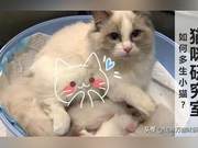 How to Make a Female Cat Have More Kittens
