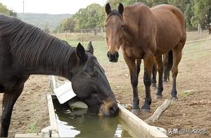 Maintain Cleanliness of Horse Water and Tanks to Prevent Disease from Entering Through the Mouth