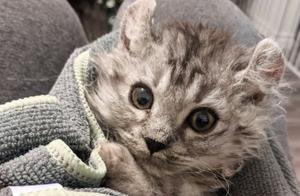 Cute Cat Siblings Reunite After Being Adopted into Shelters and Foster Homes!