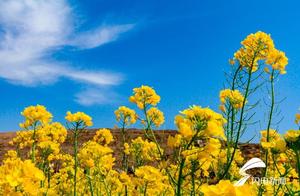 Zouping, Binzhou: Oilseed Rape Flowers Blooming Like a Painting