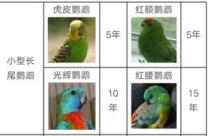 How Long Can Your Parrot Stay With You for Life? Let's Take a Look at Parrot Lifespans!