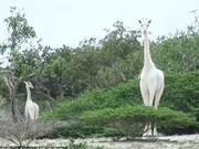 World’s Only Female White Giraffe Killed in Kenya, Only Male Calf Remains