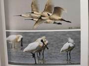 Black-faced Spoonbill of the Yellow River Delta