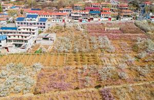 Let's Go See the Most Beautiful Village in the Jinan Nanshan Flower Sea!