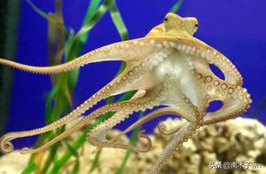 Why Do Octopus Mothers Choose Suicide When Their Little Octopuses Are Born? Unbelievable!