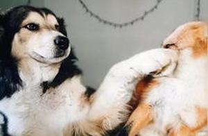 Dog's Love for Fox: A Dog's Pose Killed the Fox, Revealing the Meaning of Love