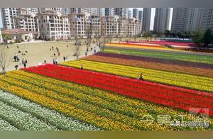 Spring Bloom, Tulip Season