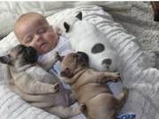 Baby Cuddles with Dogs, Sleeping Soundly, Beautiful and Harmonious Scene