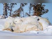 British Photographer Captures Polar Bear Cubs' First Steps Out of Den