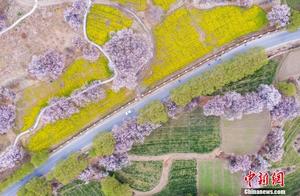 Litang, Tibet: The 'Jiangnan' Peach Blossoms Bloom