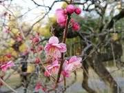 Infinite Skies: A Gift of a Spring Branch