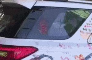 Funny GIFs: Internet Users Discover Their Home Cat Was Disguised as a White Chicken After Shaving Its Fur