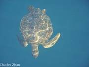 Snorkeling in the Galapagos: Penguins, Sharks, Sea Lions, and Marine Iguanas