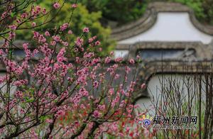 A Sea of Peach Blossoms on Mount Wushan!