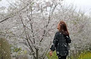 Hangzhou Welcomes the Most Beautiful Cherry Blossom Season