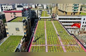 Pingdingshan: 'Sky Gardens' Transform Rooftops into 'Green Spaces'