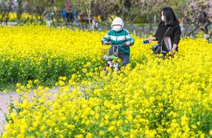 A Large Area of Rapeseed Flowers in Bloom Near Beijing's Dong Five Ring Road - Come and Enjoy Cloud Viewing!