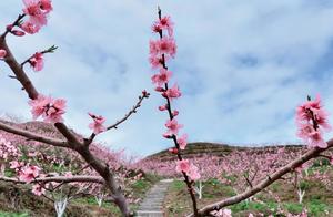 Why bother with the four seas and eight wilds? The beauty of Jingning's peach blossom forests is already breathtaking. Come and join us!