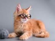 How to Train Cats to Use the Toilet? How to Capture the Training Opportunity?