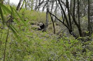 Frequent Sightings, Wild Giant Pandas Found in Tangjiahe