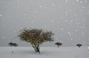 The Winters of Lingnan