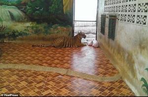 Thai Zoo Allows Pigs to be Placed in Tiger Enclosure for Tourist Viewing, Piglet Let Out Screams