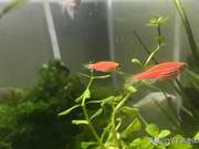 Causes of Bloating in Ornamental Fish: Some are Happy, Some are Worried