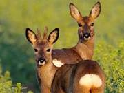 Why is the Northeast Divine Beast Called a Moose?