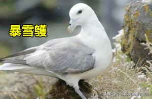 China has 9 Species of Storks, Providing Everyone to Appreciate and Identify