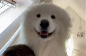 Can't Go Out, Samoyed Supervision Owner Movement: An Exercise Reward with a Kiss